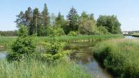 Benninger Ried am Wasser